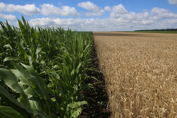 harvest mature wheat corn field farming fertilization