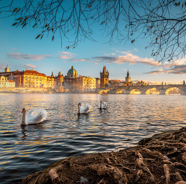 Swans swimming on the Donau in Prague during golden hour