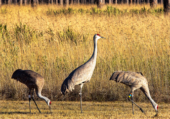 Sandhill Cranes in Gautier, Mississippi