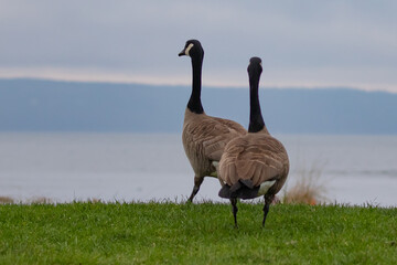 Pair of Canada Geese Promenading  Through the Park