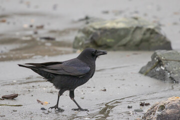 Iridescent Crow Scavenging on Edmonds Beach