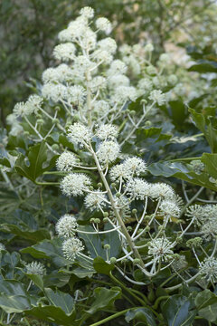 Fatsia japonica en fleur