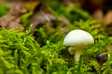 Macro of a mushroom in the forest