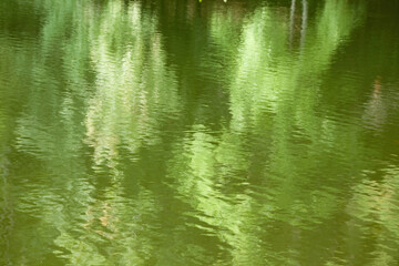 Trees reflected in a lake for a green abstraction