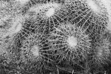 Barrel Cactus in Black and White