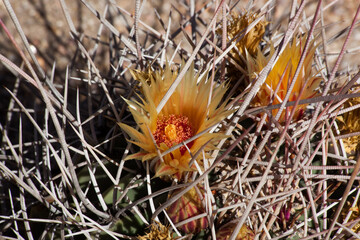 Blooms on a barrel cactus