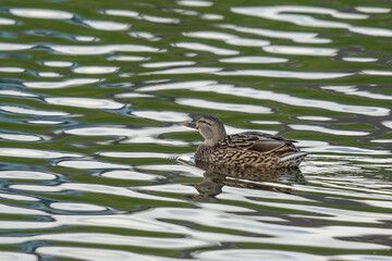 Hen Mallard Swimming Through Pond Reflection Pattern
