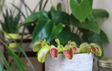Plante carnivore Dionaea muscipula	
