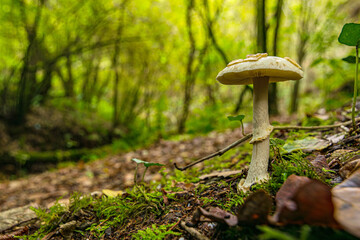 Macro of a mushroom in the forest