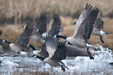 Flock of Canada Geese Taking Off on a Wintry Day