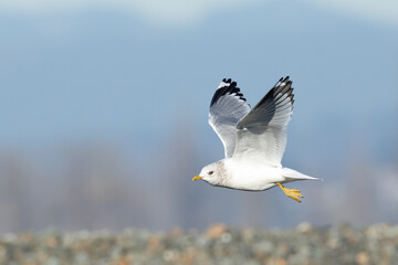 Graceful Short Billed (Mew) Gull in Flight