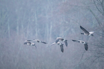 Flock of Canada Geese Taking Off on a Wintry Day