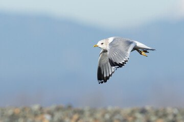 Graceful Short Billed (Mew) Gull in Flight