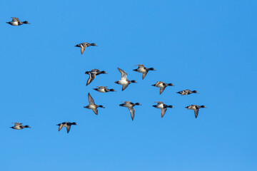 Obraz premium Flock of Scaup Ducks on a Bluebird Winter Day