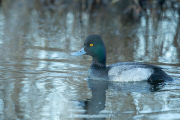 Scaup Duck Swimming on a Pond in Winter
