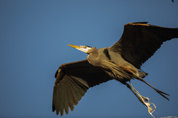 Great Blue Heron Shows Photographer What He Thinks of Him