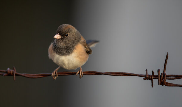 Plucky Dark-Eyed Junco on a Barbed Wire Fence