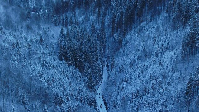 Mountain Lake "Synevir" Carpathian mountains. Aerial. Ukraine. Winter. Snow