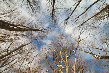Drzewa w lesie zimą, widok na niebo. - obrazy, fototapety, plakaty