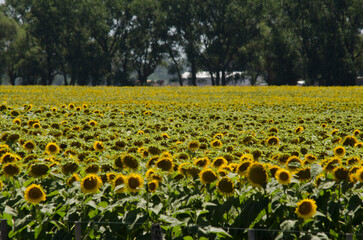 field of sunflowers with background of trees