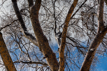 Forest after freezing rain