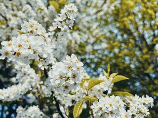 Bird Cherry Tree in Blossom in Spring. Close-up of a Flowering Prunus Avium Tree with White Little Blossoms. Natural background