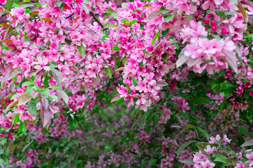 Obraz na płótnie Canvas Pink Flowers Apple tree in Spring, soft focus
