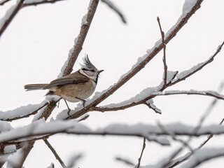 Haubenmeise  (Lophophanes cristatus) auf einem schneebedecken Ästchen