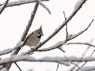 Haubenmeise  (Lophophanes cristatus) auf einem schneebedecken Ästchen