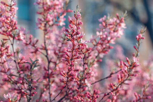 Prunus tenella blossoms close up. Nature floral background. Pink dwarf Russian almond flowers in spring. Seasonal wallpaper. Blossom tree branch