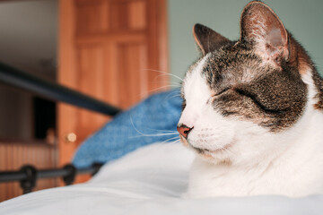 A grey and white cat dozes on a bed