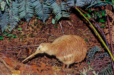 Kiwi (bird)