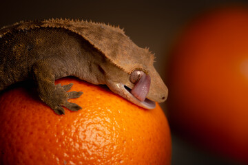 A ciliatus gecko climbing an orange fruit.