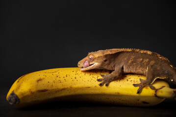 A ciliatus gecko climbing an banana fruit. - obrazy, fototapety, plakaty