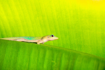 A tiny laticauda gecko climbing green leaf