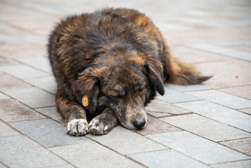 Brown dog sleeping on the ground.