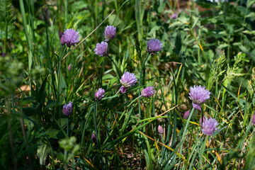 Trifolium pratense. Thickets of a blossoming clover in the grass.