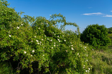 Obraz premium Server internet datacenter room, network. Fiber connectivity. Data center. Color cables installed in the rack. Array disk storage in data center.