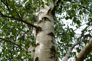 Birch tree trunk with with green leaves and catkins. (Betula pendula, silver birch, warty birch, European white birch). - obrazy, fototapety, plakaty