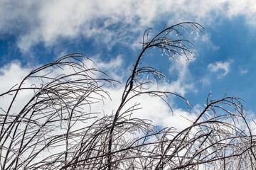 Frozen tree branches in winter