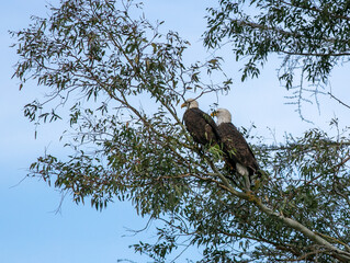 A Mated Pair of Bald Eagles Perched on a Common Branch Relaxing an Surveying their Area