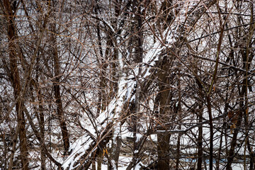 Beautiful forest in winter