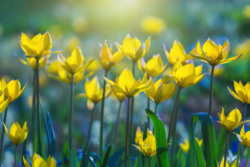 Obraz premium Yellow tulips field close-up. Tulipa sylvestris flowers. Floral background for design, postcards, posters, banners. Delicate petals on a dark background. Romantic wallpaper