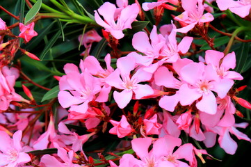 Best pink oleander flowers, Nerium oleander, bloomed in spring. Shrub tree poisonous plant for...