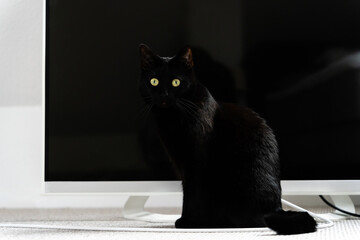 schwarze Katze  vor schwarzem Hintergrund