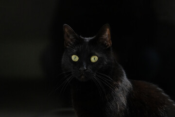 schwarze Katze  vor schwarzem Hintergrund