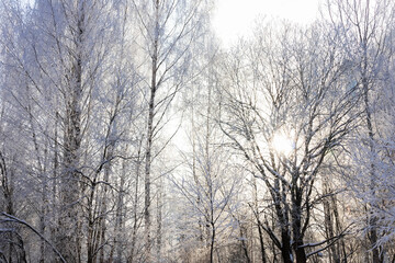 Dense frost-covered bare tree branches against bright sun