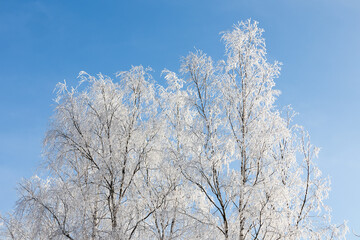 Tree crowns thickly covered with frost against blue sky, sunny winter day