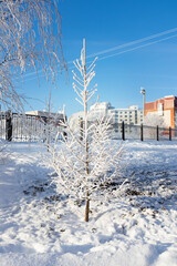 Snow-covered spruce on winter street against background of hedge and buildings, sunny day, blue sky