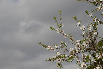 Almond tree flowers with copy space. Spring white flowers on a tree branch. Almond tree in bloom on a cloudy sky.